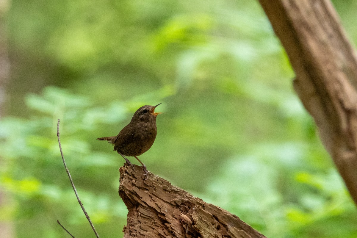 Pacific Wren - ML620860007