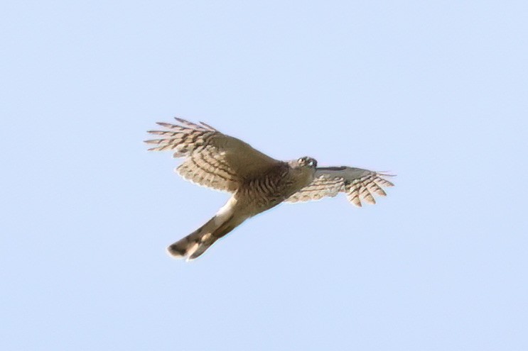 Eurasian Sparrowhawk - ML620860015