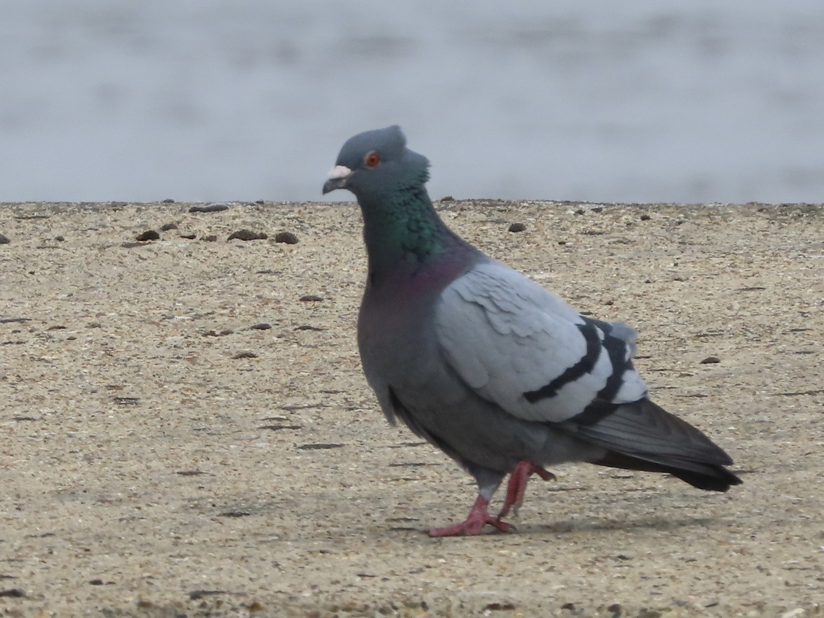 Rock Pigeon (Feral Pigeon) - ML620860016