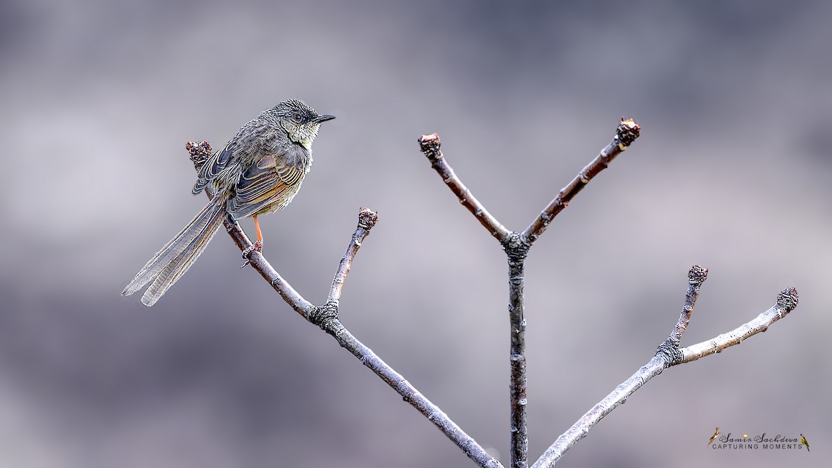 Himalayan Prinia - ML620860018