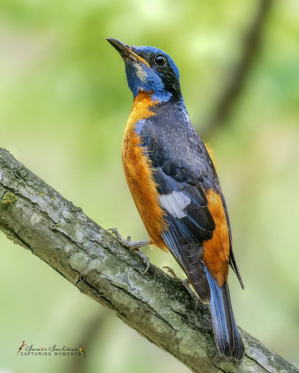 Blue-capped Rock-Thrush - ML620860025