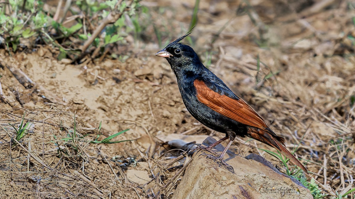 Crested Bunting - ML620860043