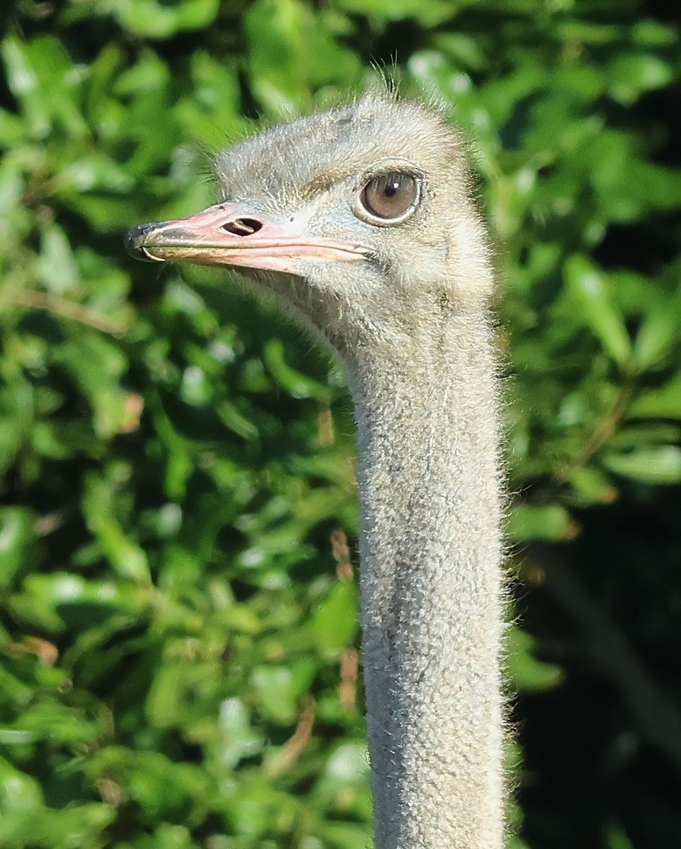 Common Ostrich - ML620860047