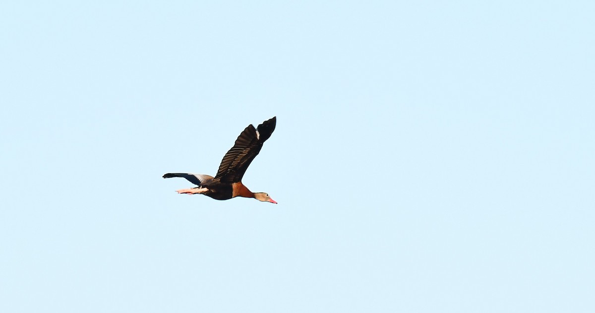 Dendrocygne à ventre noir - ML620860051