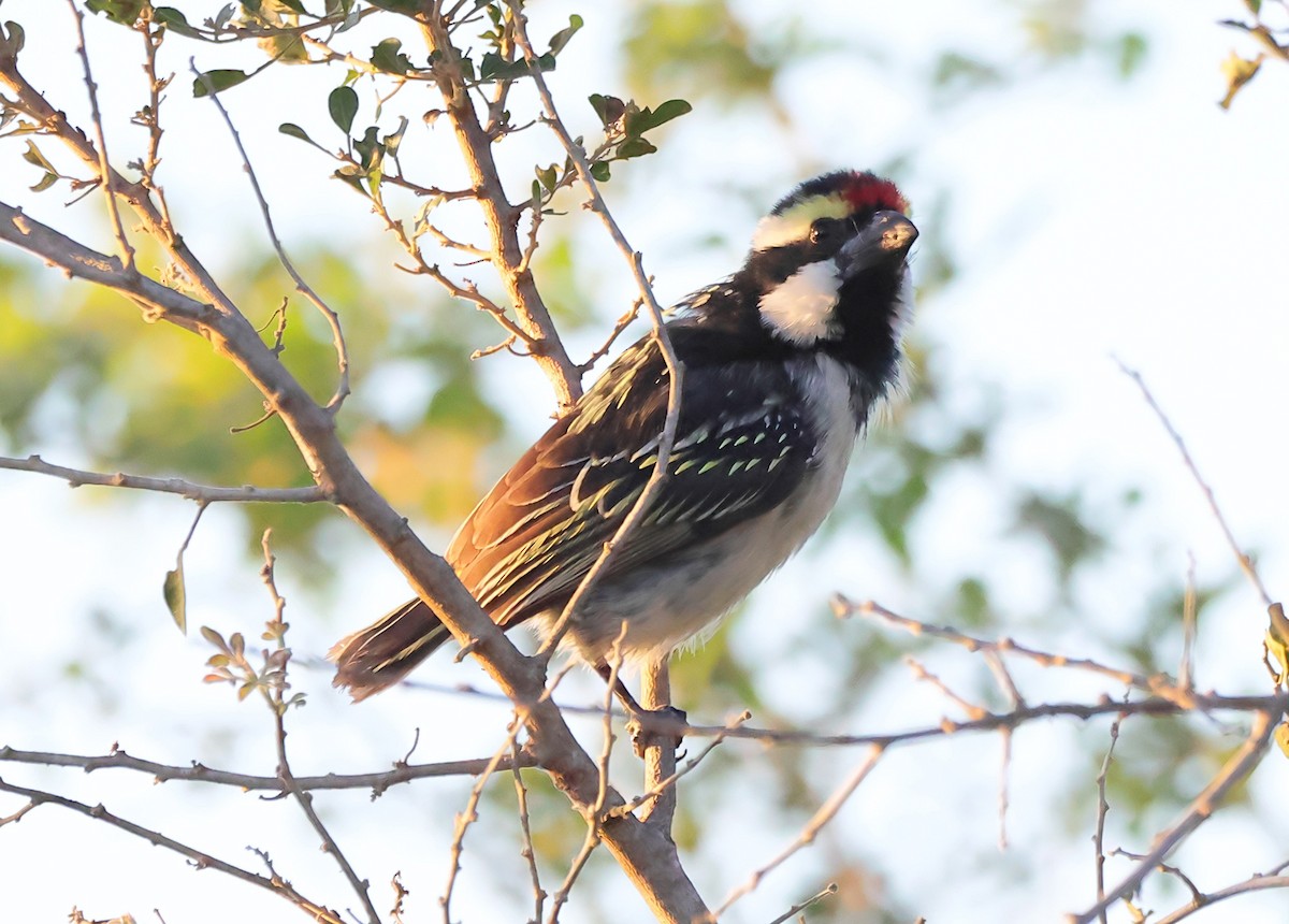 Pied Barbet - ML620860052