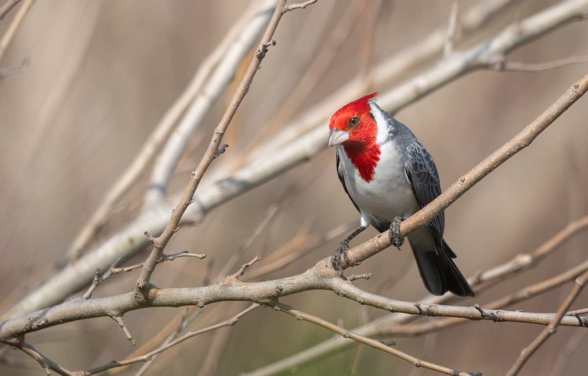Red-crested Cardinal - ML620860087