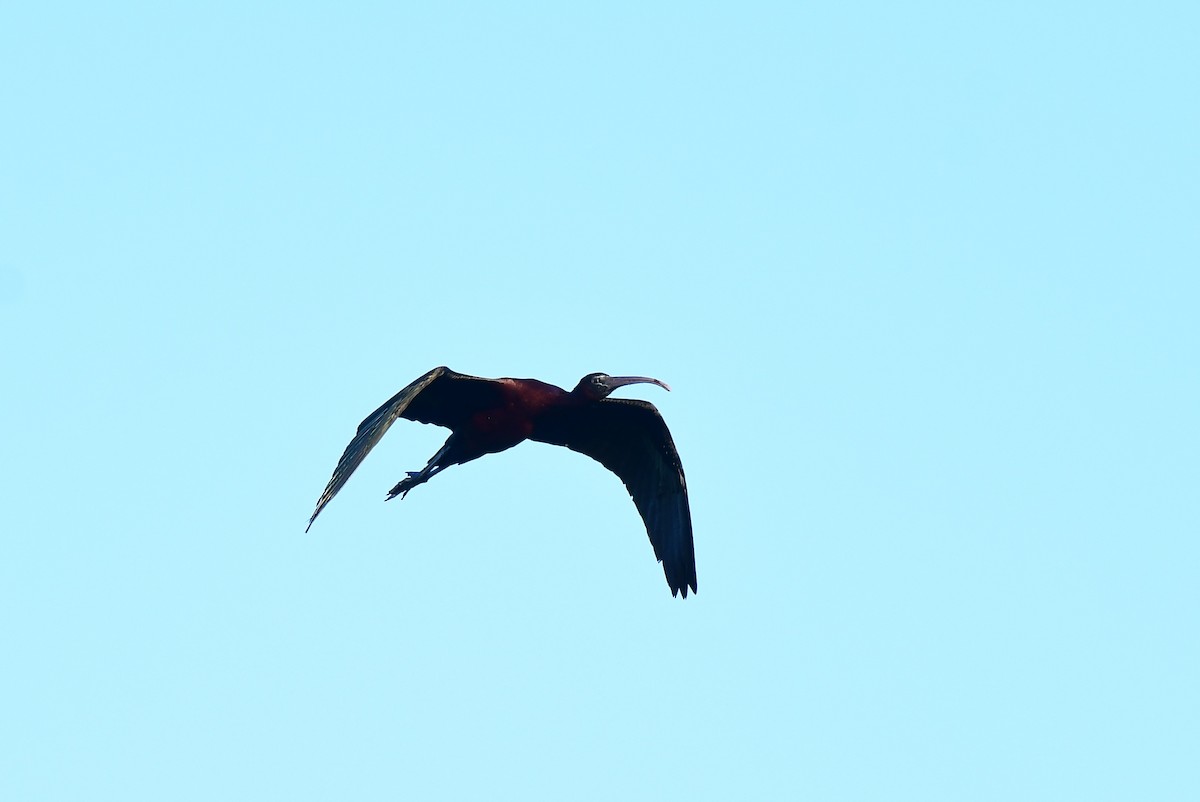 Ibis falcinelle ou I. à face blanche - ML620860088