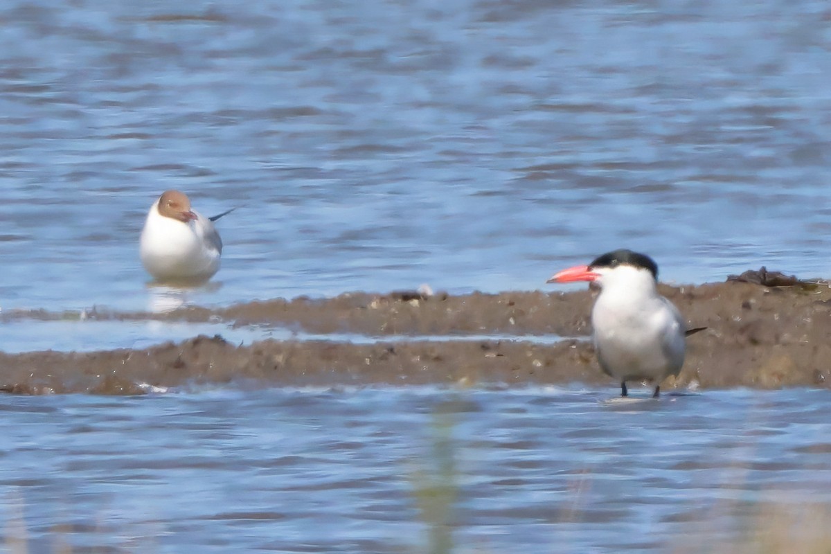 Caspian Tern - ML620860098