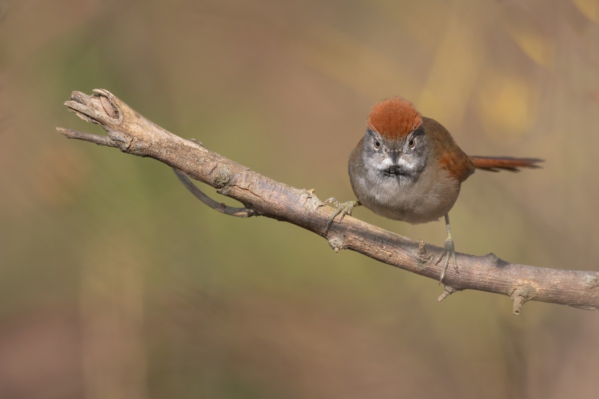 Sooty-fronted Spinetail - ML620860101