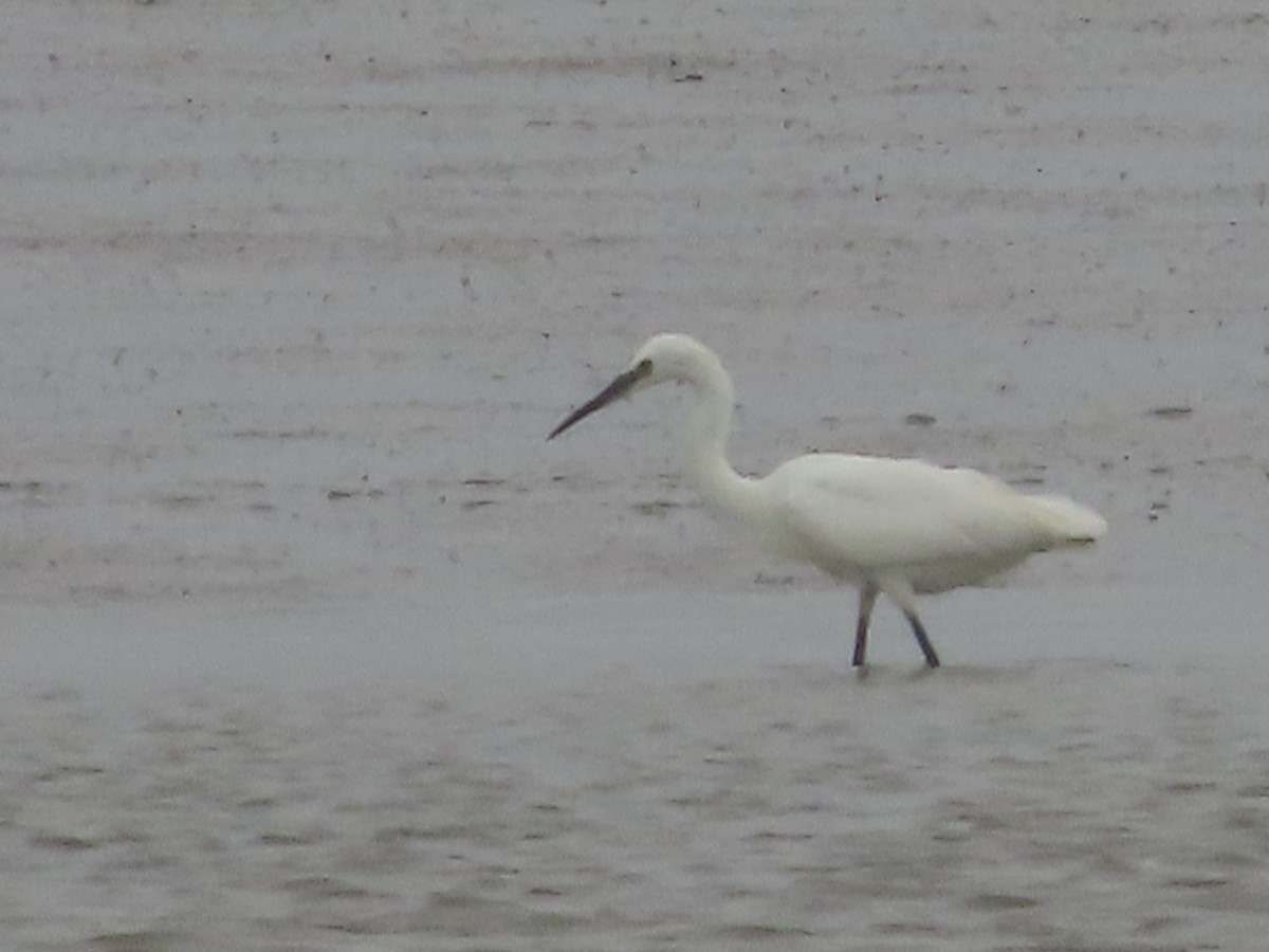 Little Egret - ML620860104