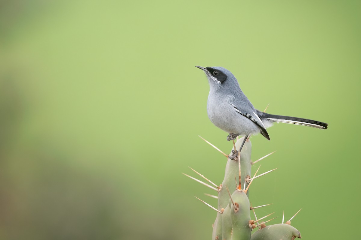 Masked Gnatcatcher - ML620860107