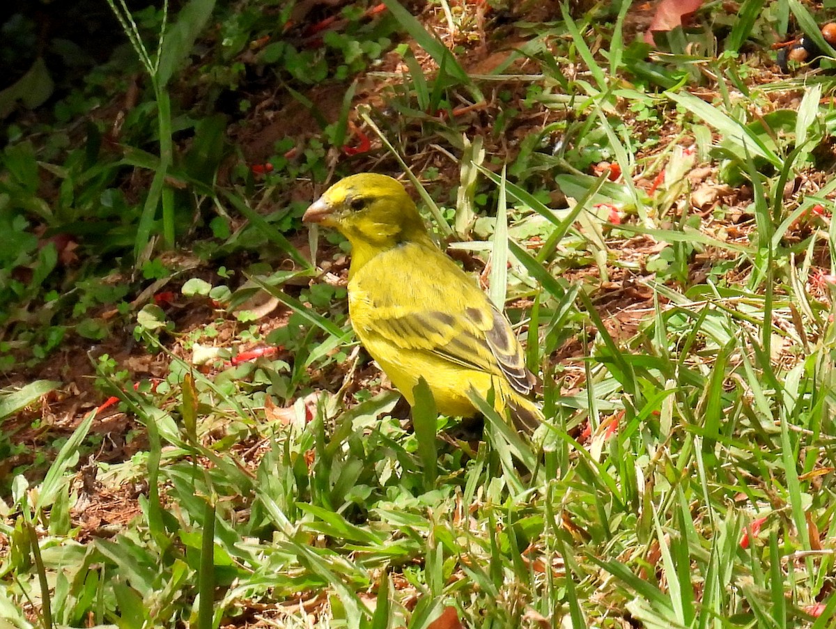 Brimstone Canary - ML620860110