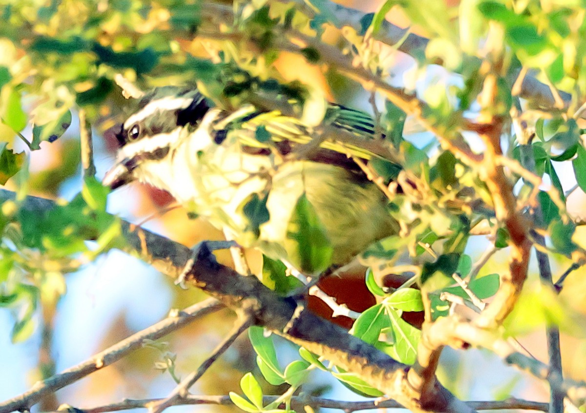 Yellow-rumped Tinkerbird - ML620860114