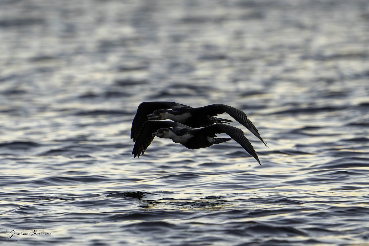 Great Cormorant (White-breasted) - ML620860122