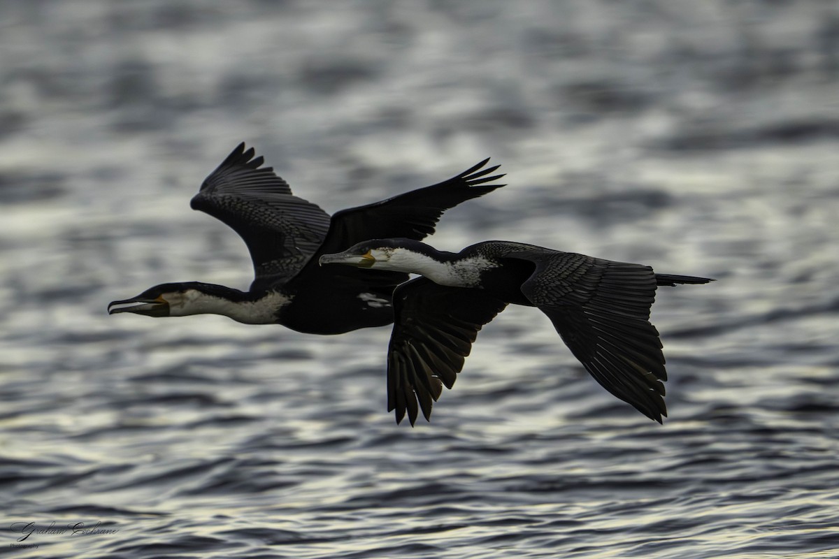 Great Cormorant (White-breasted) - ML620860123