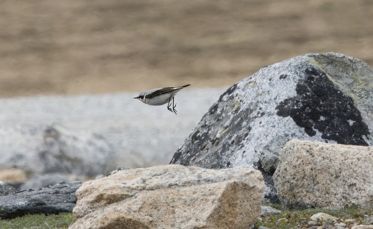 Northern Wheatear - ML620860128