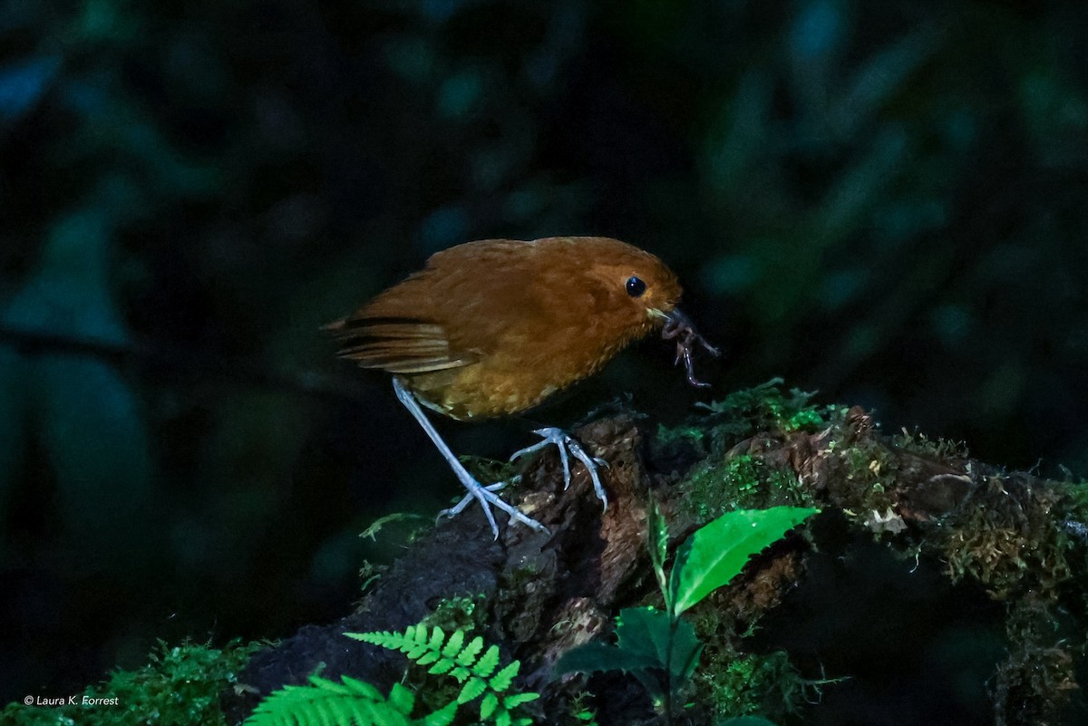 Chestnut Antpitta - ML620860135