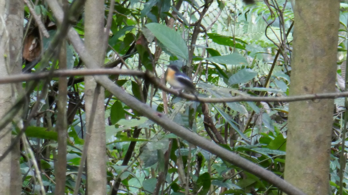 Rufous-chested Flycatcher - ML620860145