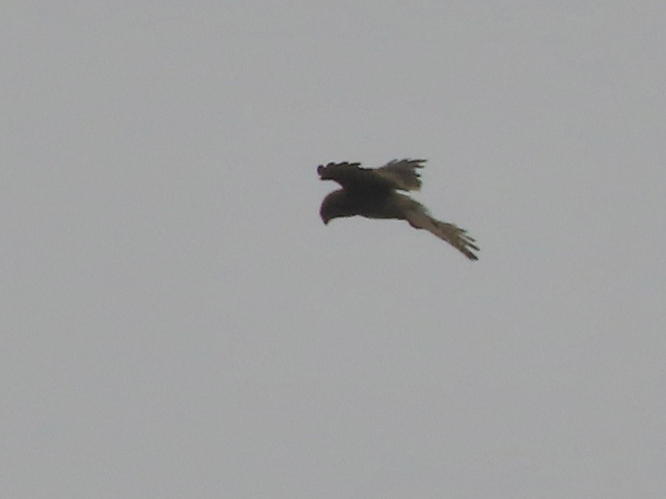 Eurasian Kestrel - christopher stuart elmer