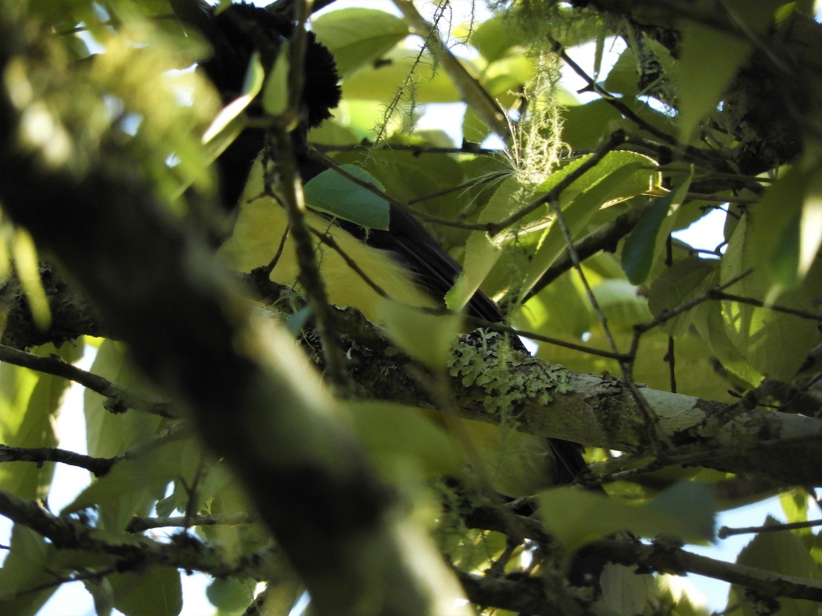 Plush-crested Jay - Jorge Juan Rueda