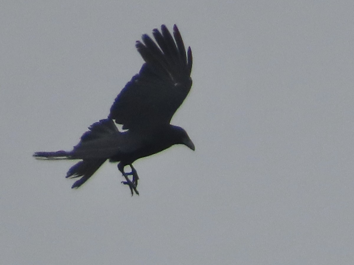 Carrion Crow - ML620860159