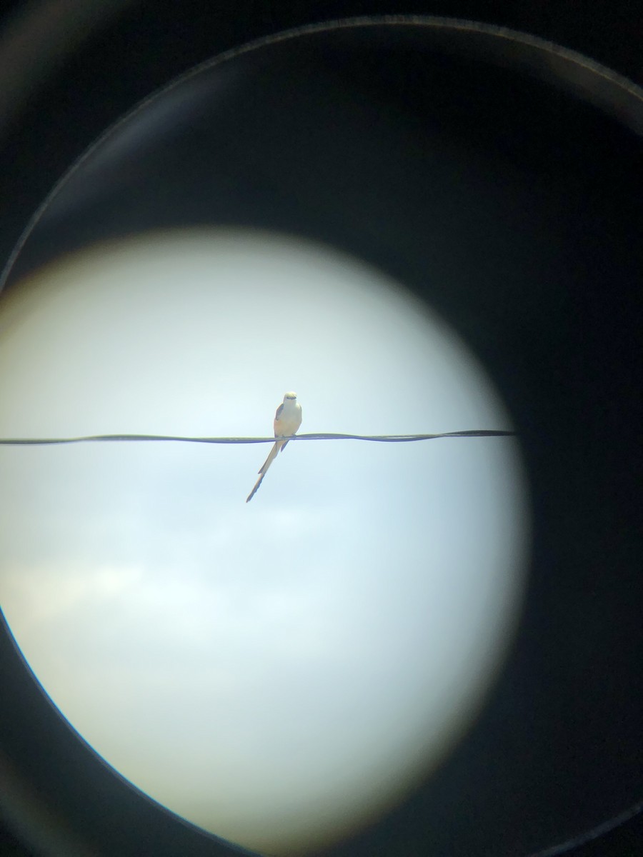 Scissor-tailed Flycatcher - ML620860160