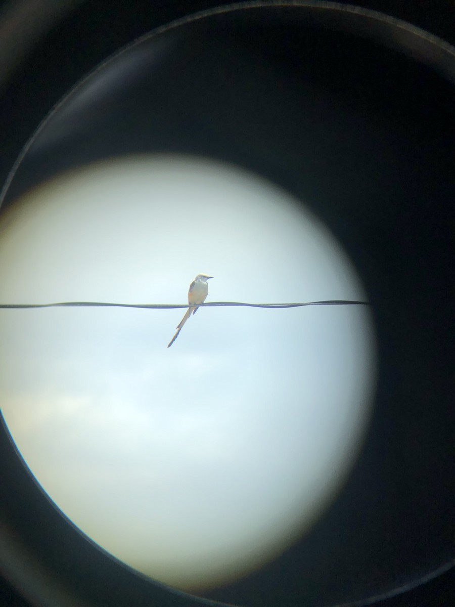 Scissor-tailed Flycatcher - ML620860161