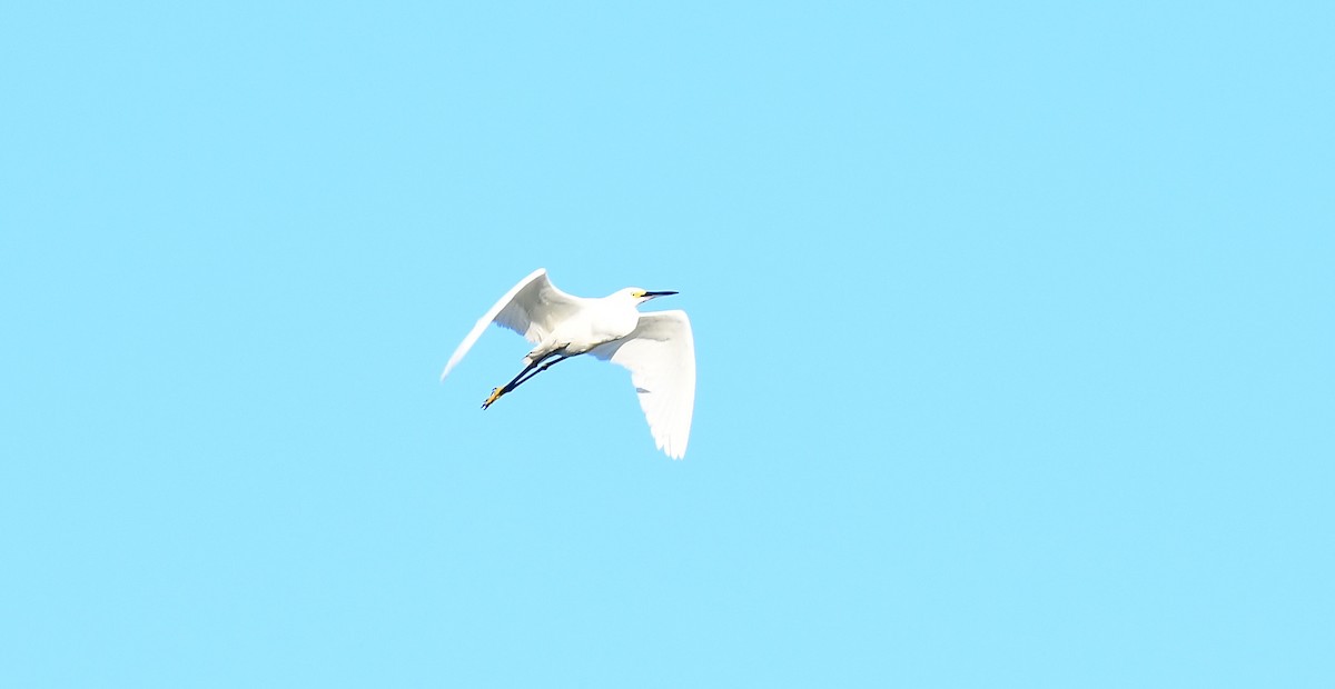 Snowy Egret - ML620860163