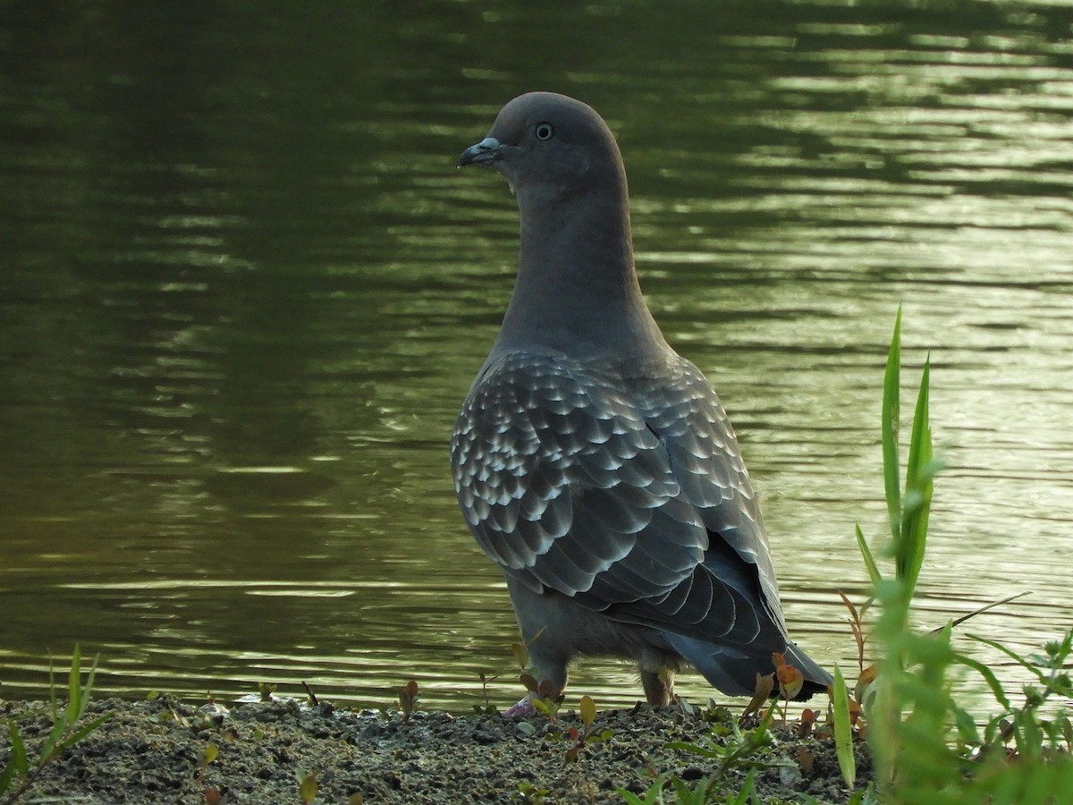 Spot-winged Pigeon - ML620860165