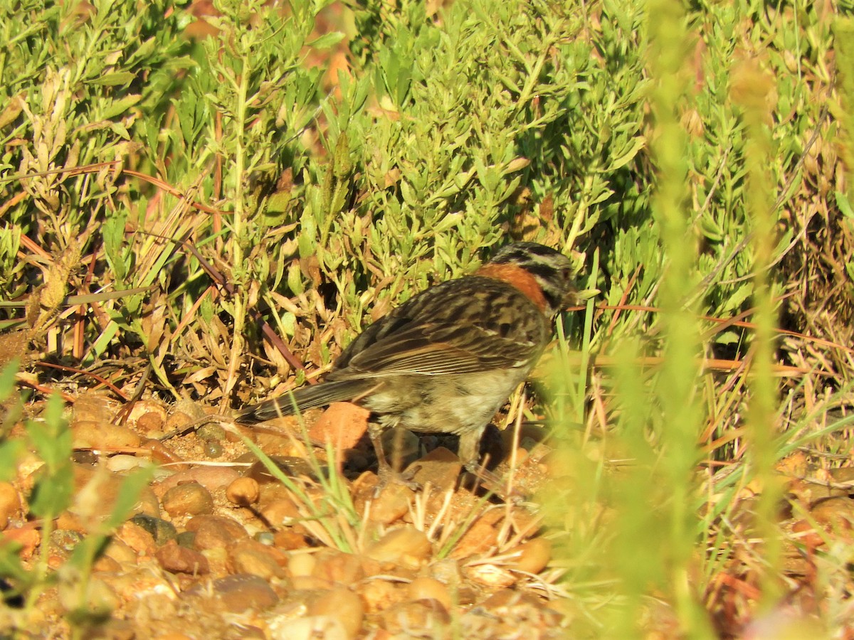 Rufous-collared Sparrow - ML620860171