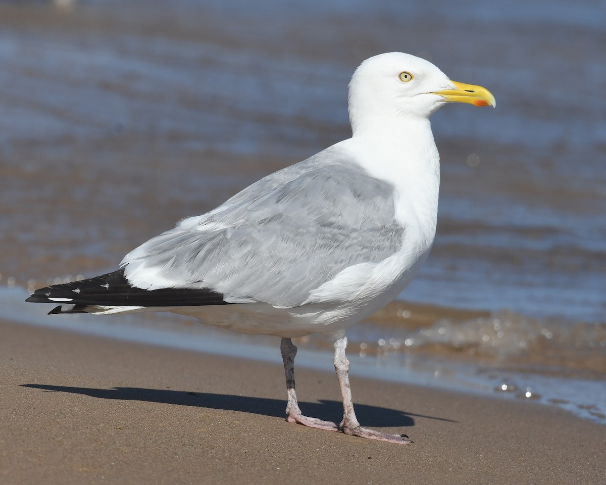 Gaviota Argéntea - ML620860182