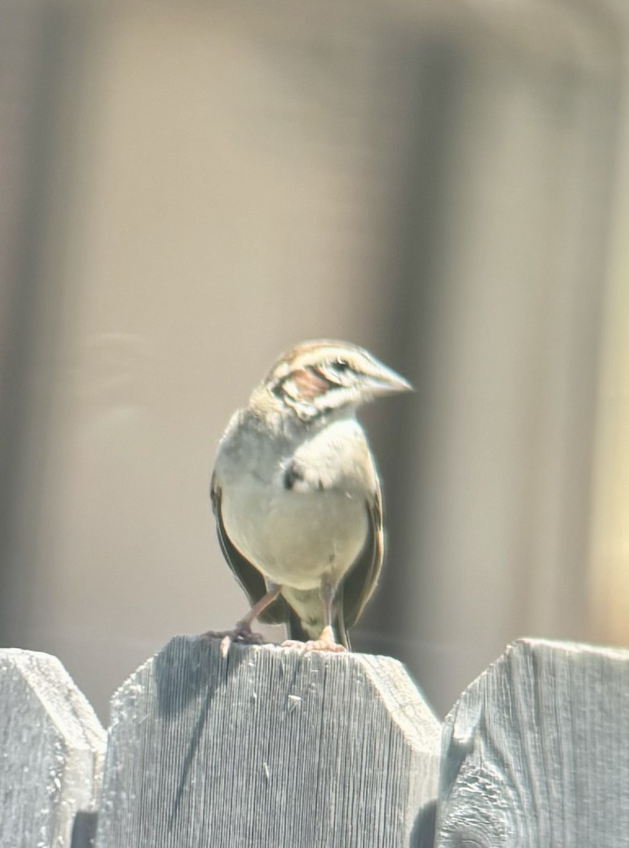 Lark Sparrow - ML620860213