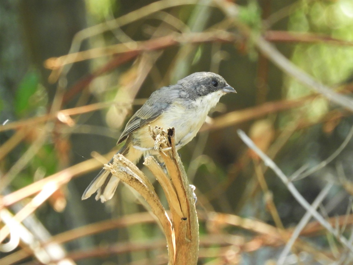 Black-capped Warbling Finch - ML620860257