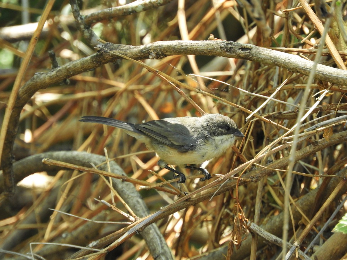 Black-capped Warbling Finch - ML620860258