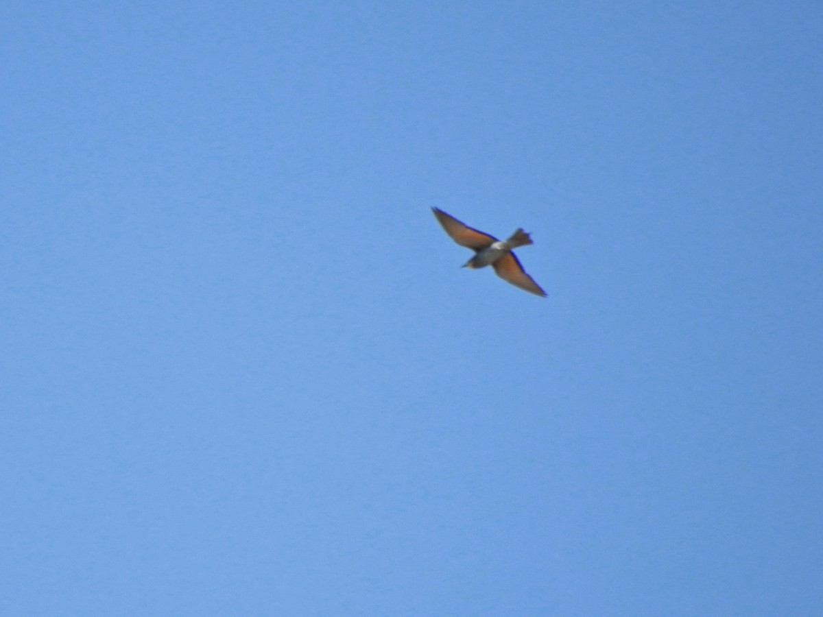European Bee-eater - ML620860265