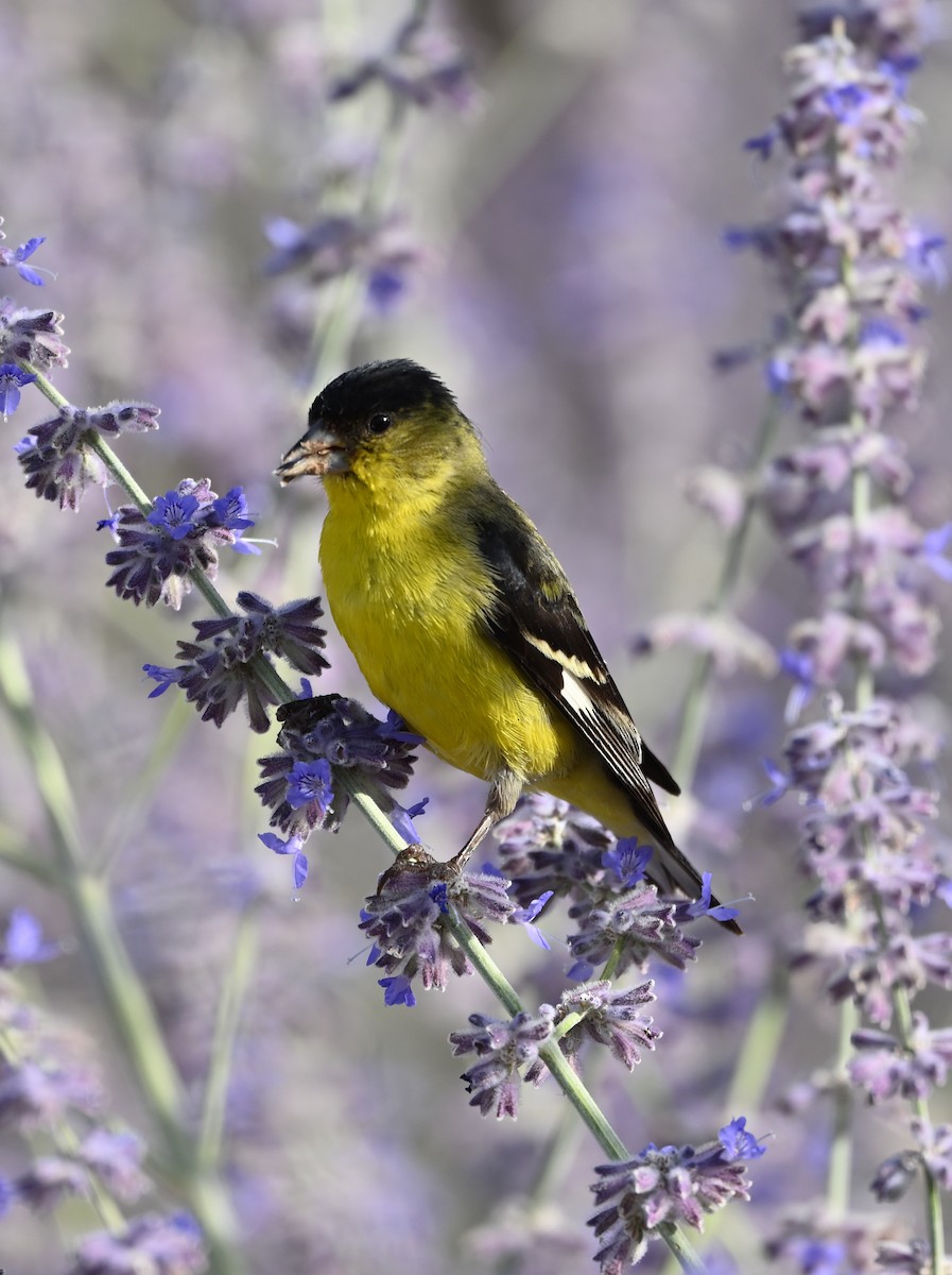 Lesser Goldfinch - ML620860277