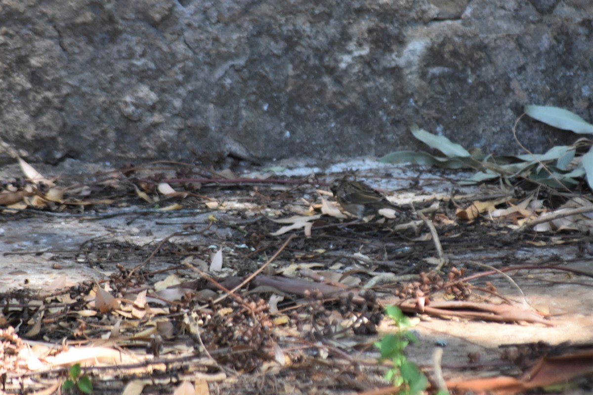 Rufous-collared Sparrow - ML620860283