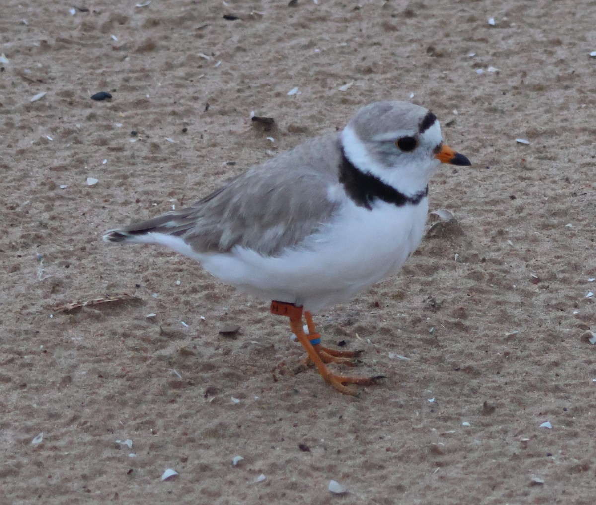 Piping Plover - ML620860285