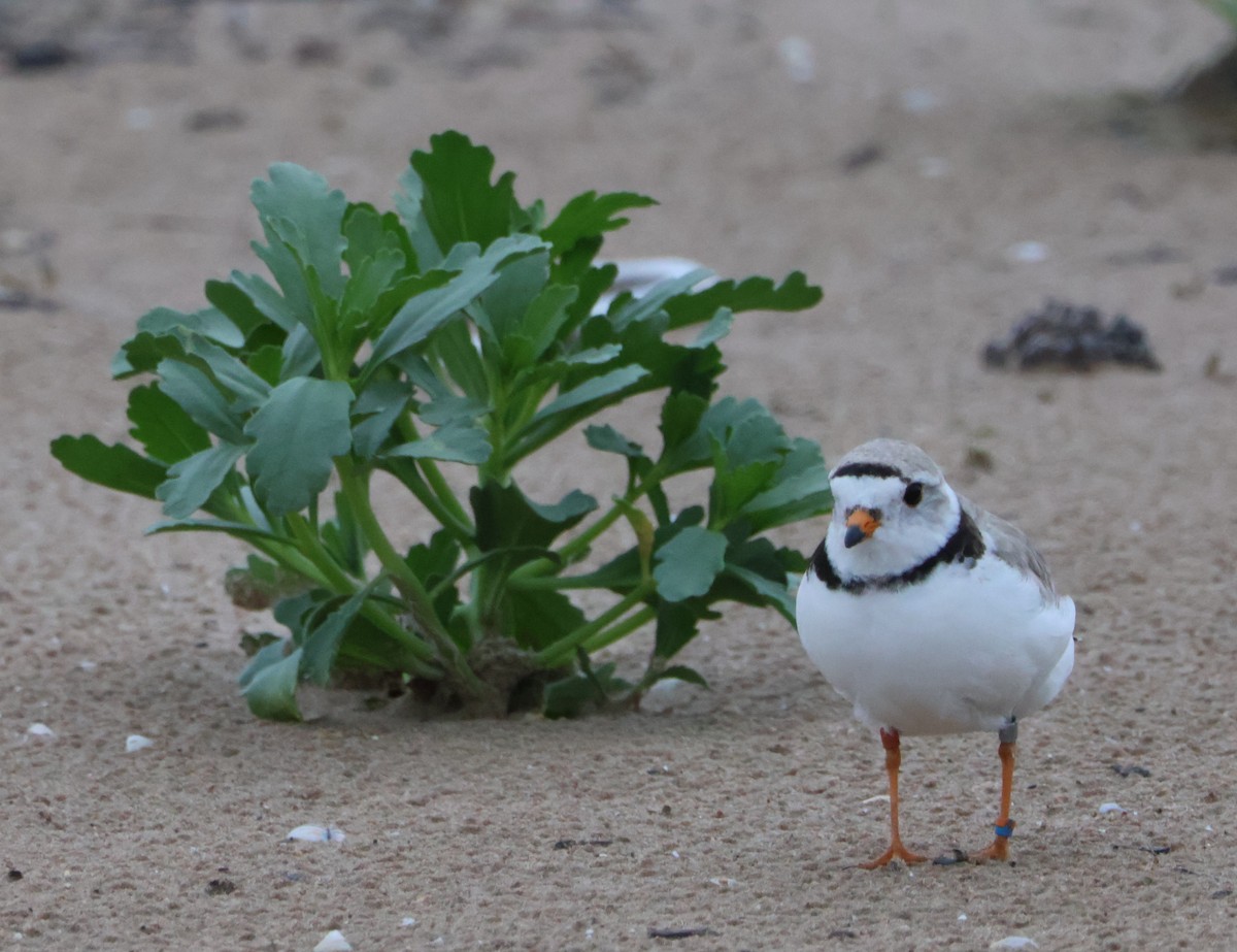 Piping Plover - ML620860286