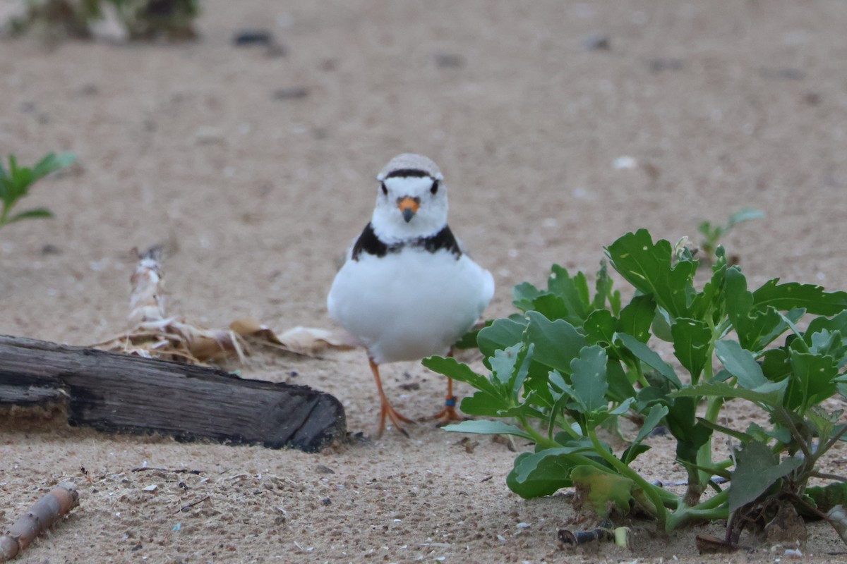 Piping Plover - ML620860288