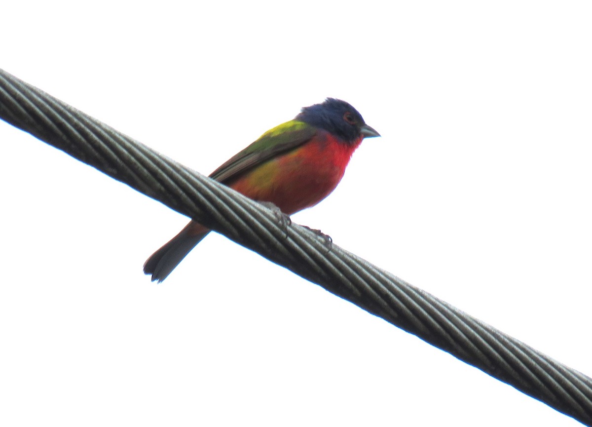 Painted Bunting - ML620860289