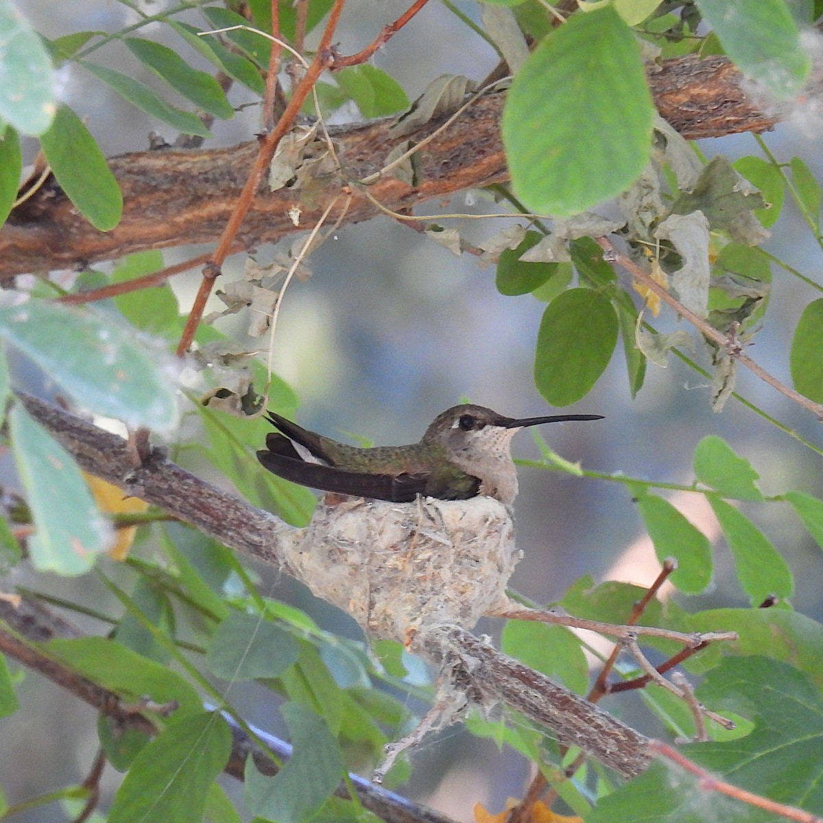 Black-chinned Hummingbird - ML620860316