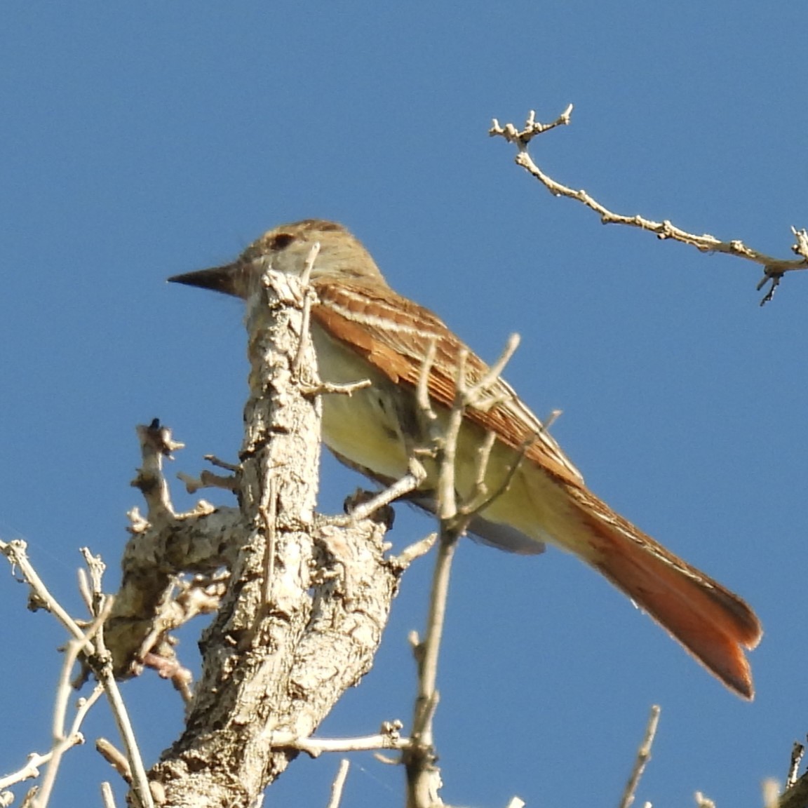 Ash-throated Flycatcher - Jeanne Tinsman