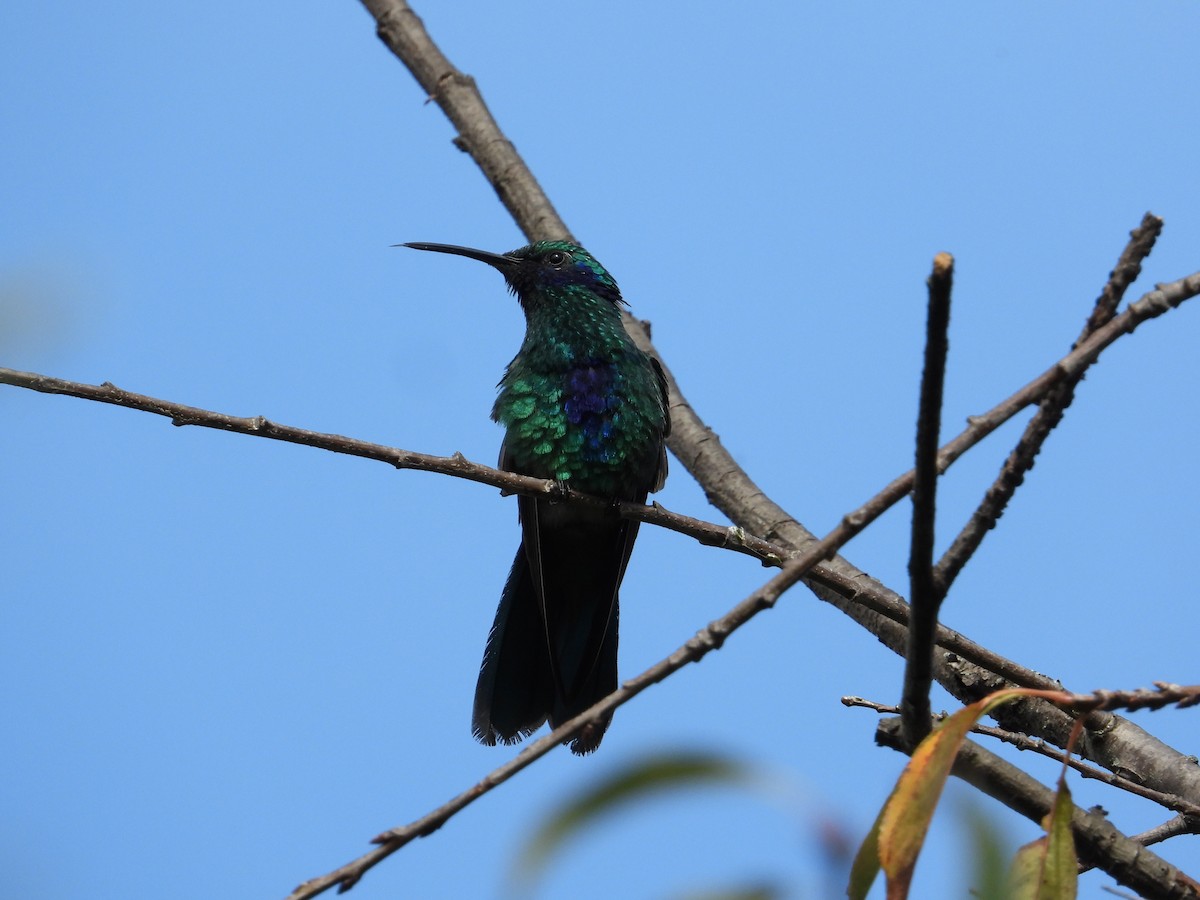 Colibrí Rutilante - ML620860337