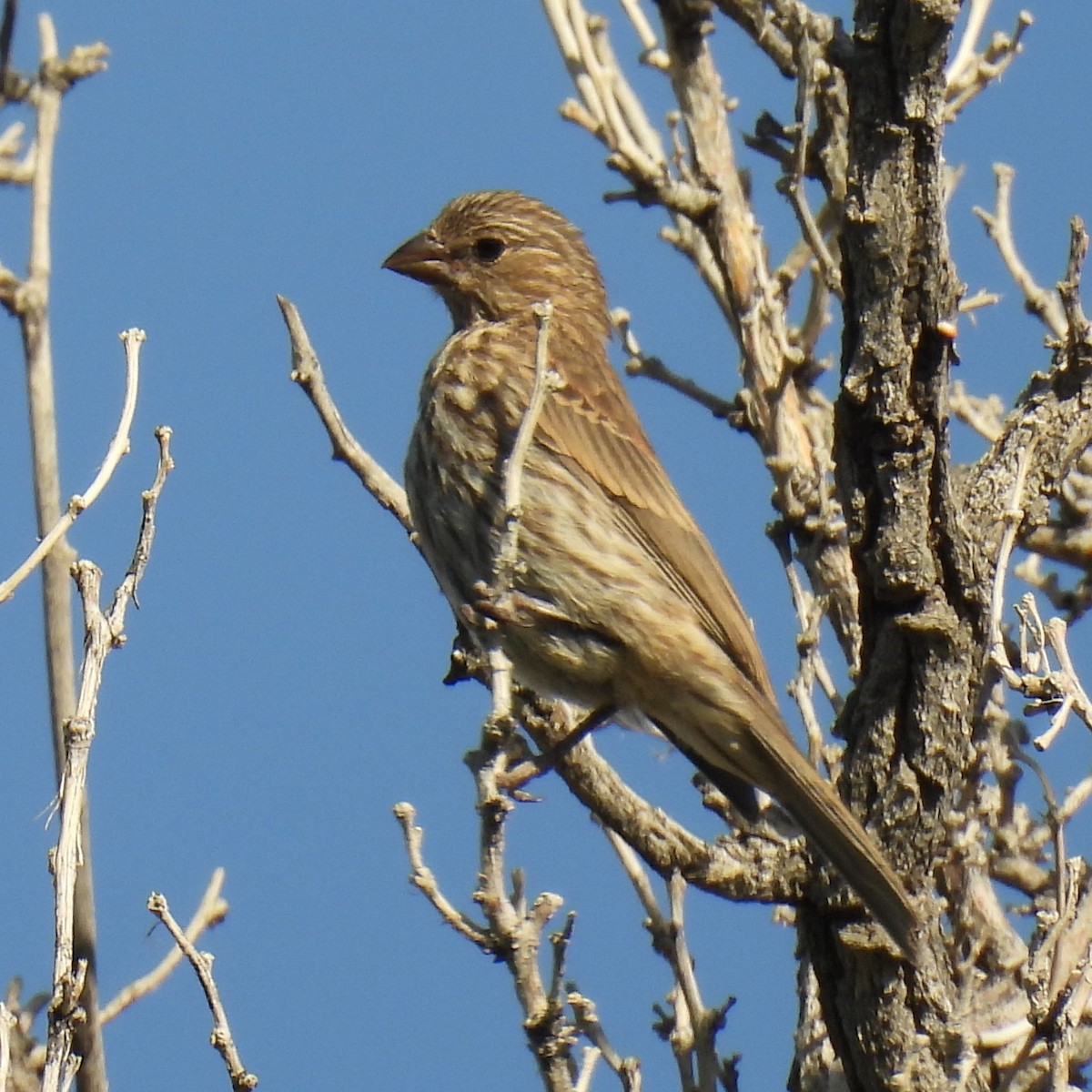 House Finch - ML620860339