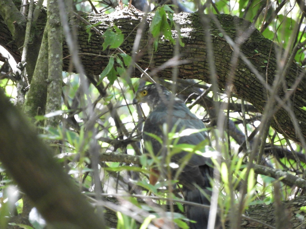 モモアカハイタカ - ML620860344