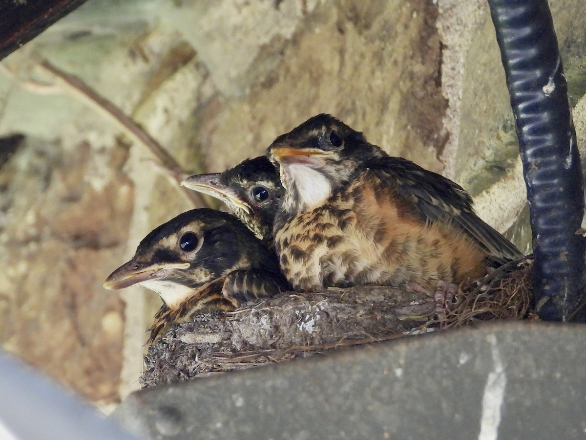 American Robin - ML620860345