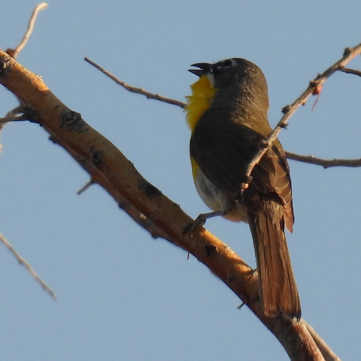 Yellow-breasted Chat - ML620860346