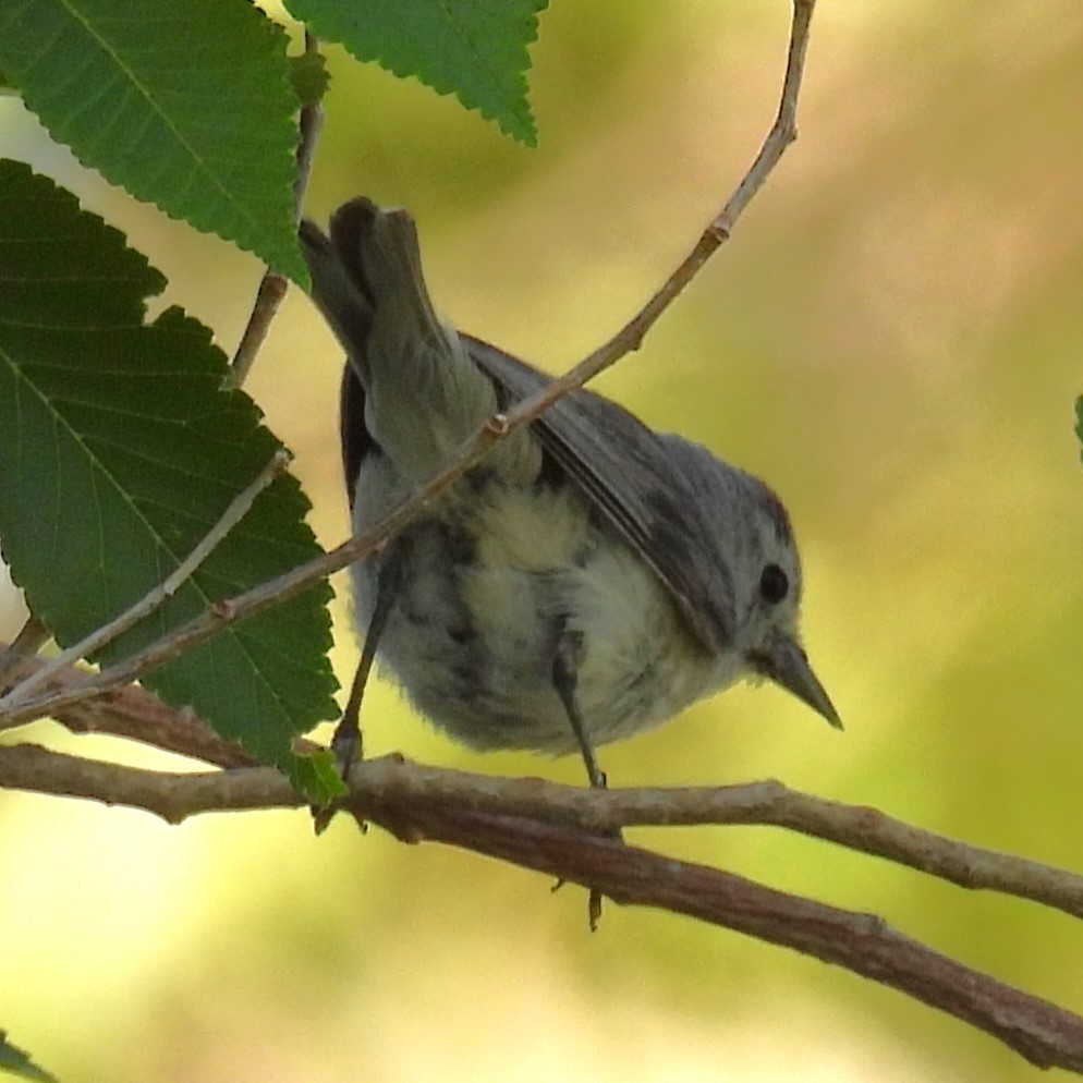 Lucy's Warbler - ML620860352