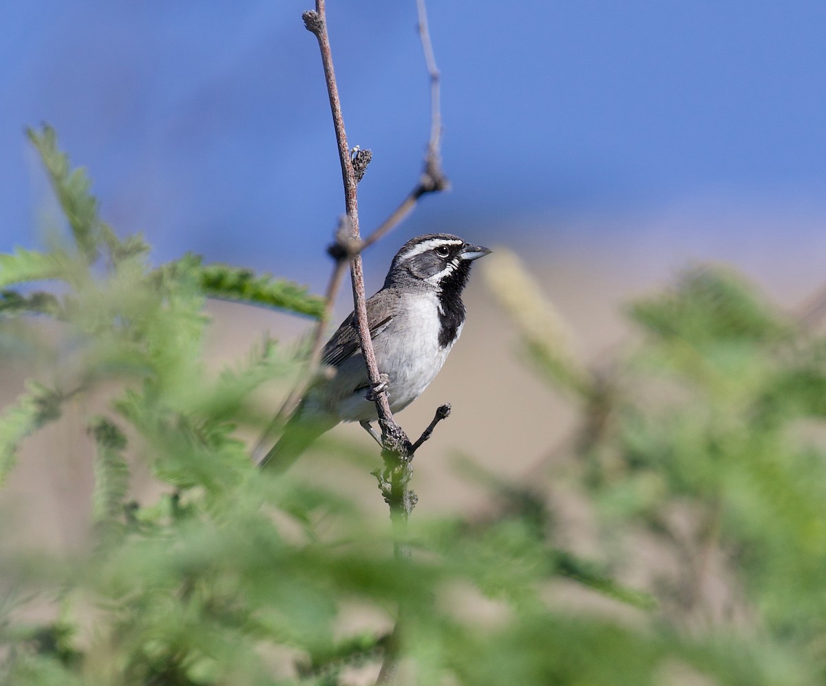 Black-throated Sparrow - ML620860355